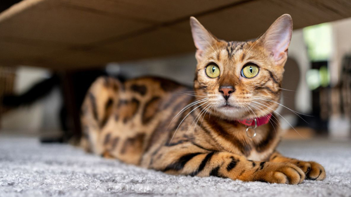 Dünyanın-En-Tatlı-Kedi-Cinsleri--Bengal-.jpg