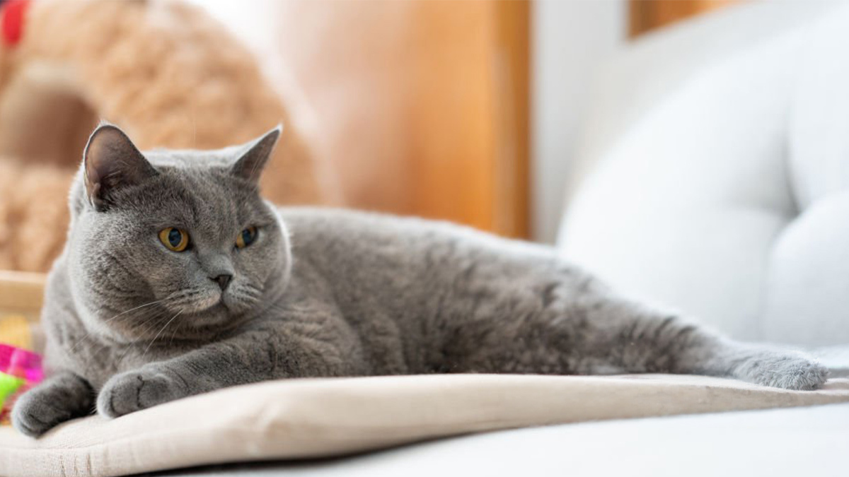 Dünyanın-En-Tatlı-Kedi-Cinsleri--British-Shorthair-1.jpg