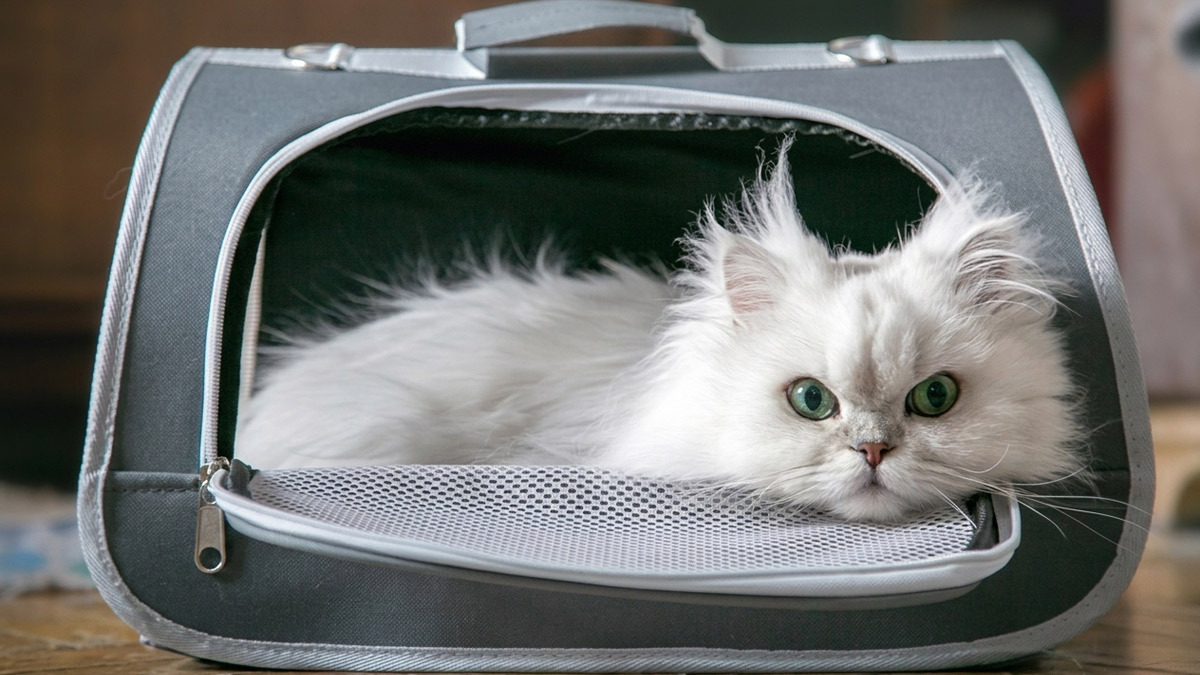 Dünyanın-En-Tatlı-Kedi-Cinsleri--Chinchilla-.jpg