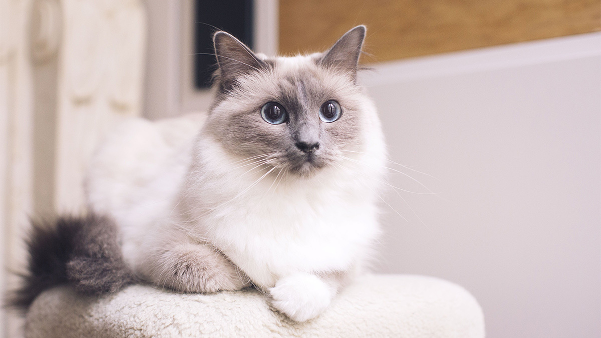 Dünyanın-En-Tatlı-Kedi-Cinsleri--Ragdoll-.jpg