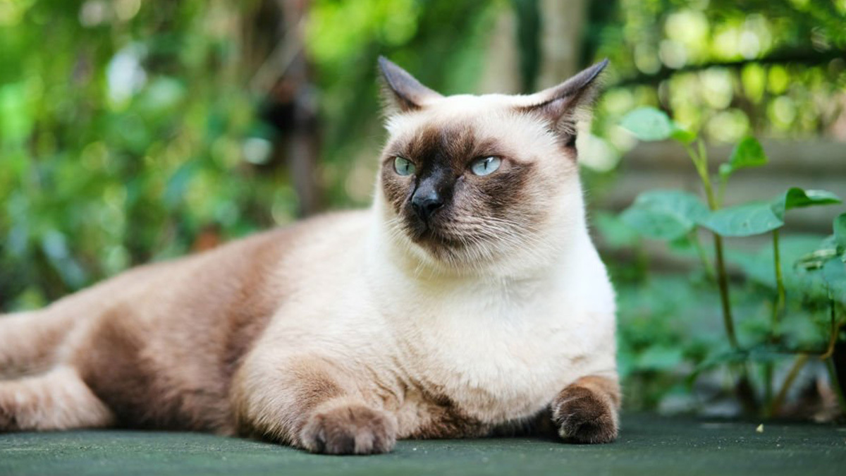 Dünyanın-En-Tatlı-Kedi-Cinsleri--Siyam-.jpg