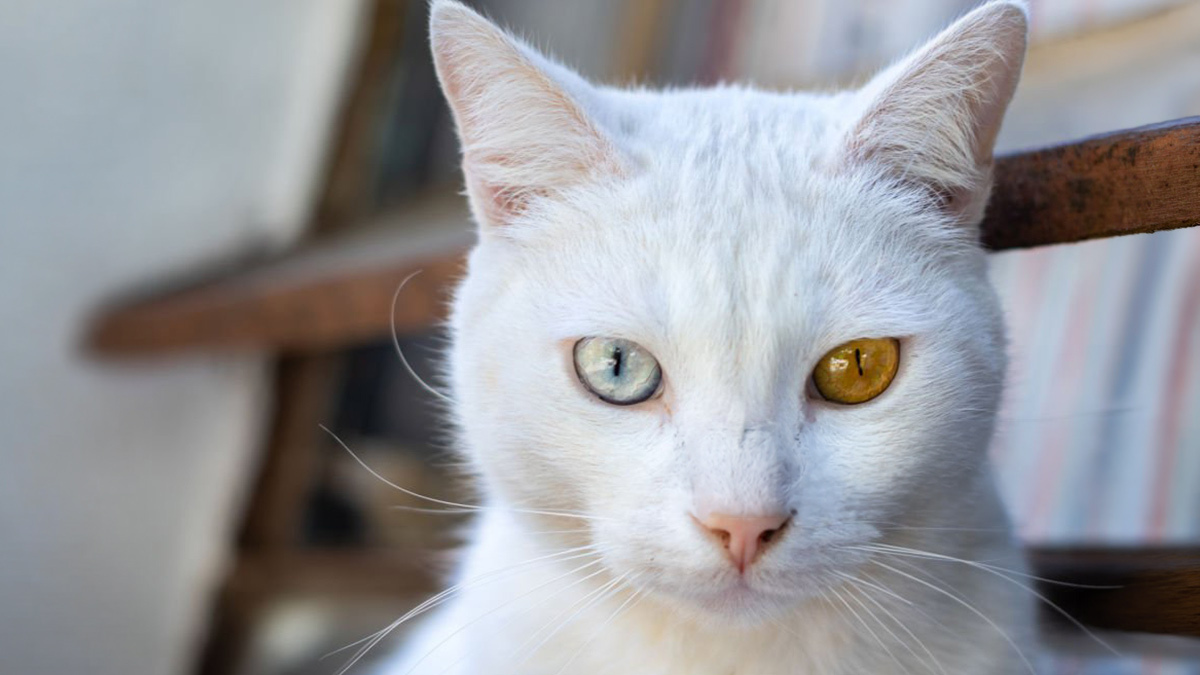 Dünyanın-En-Tatlı-Kedi-Cinsleri--Van-Kedisi.jpg