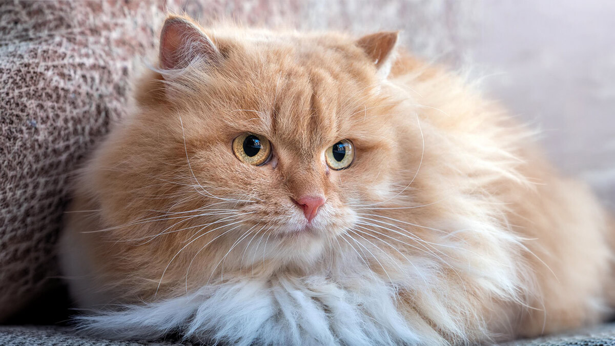 Dünyanın-En-Tatlı-Kedi-Cinsleri--İran-Kedisi.jpg