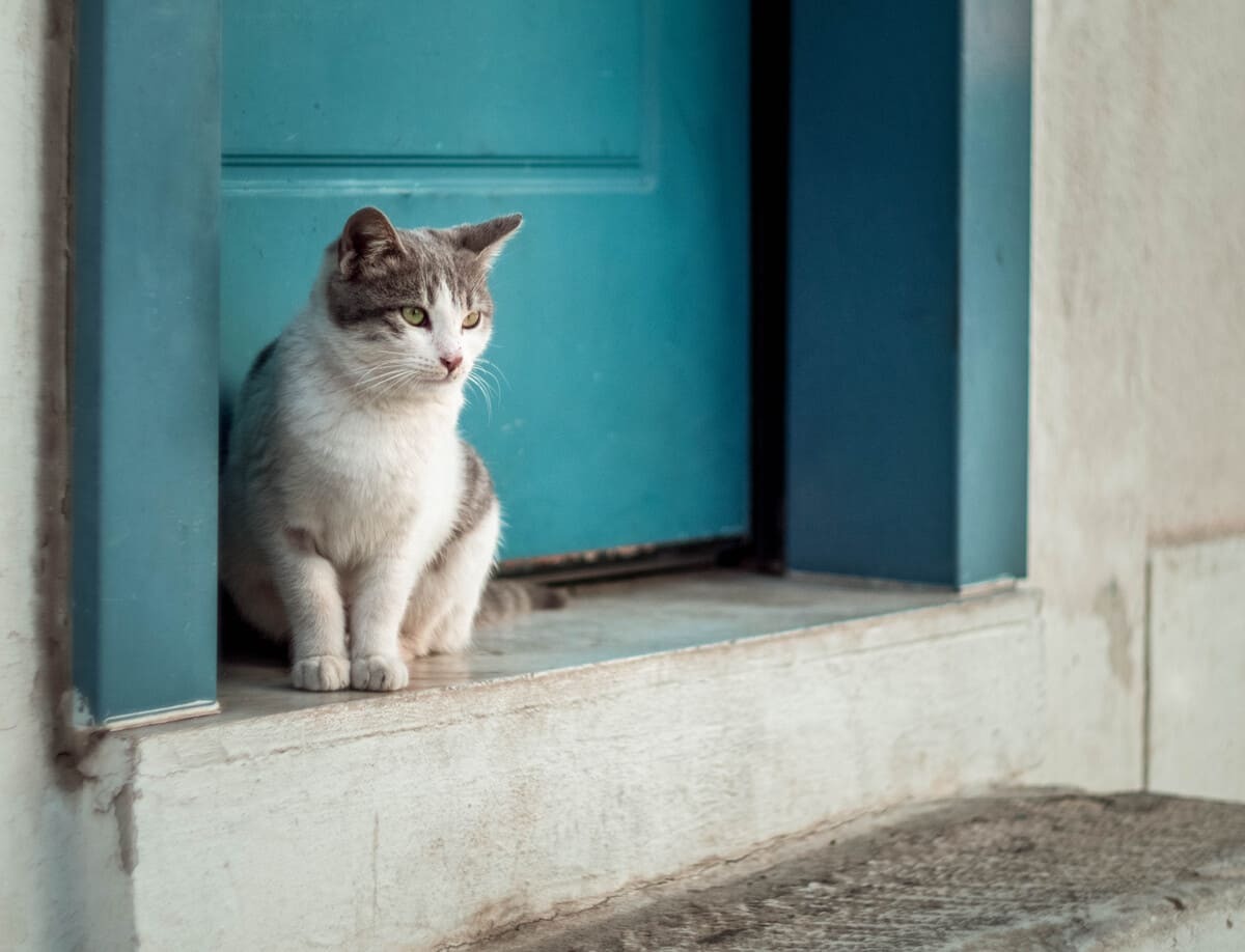 kapı önünde duran kedi