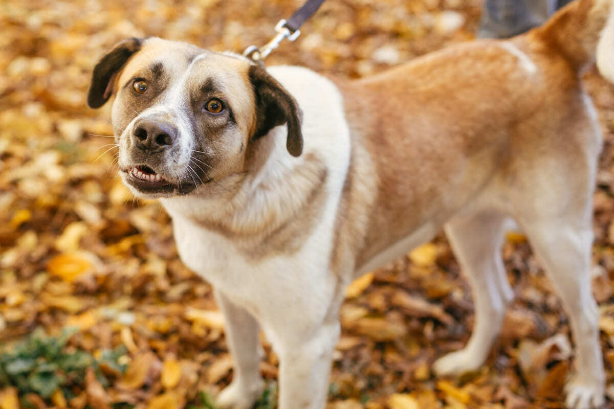 dışarıda yürüyüşe çıkarılan köpek