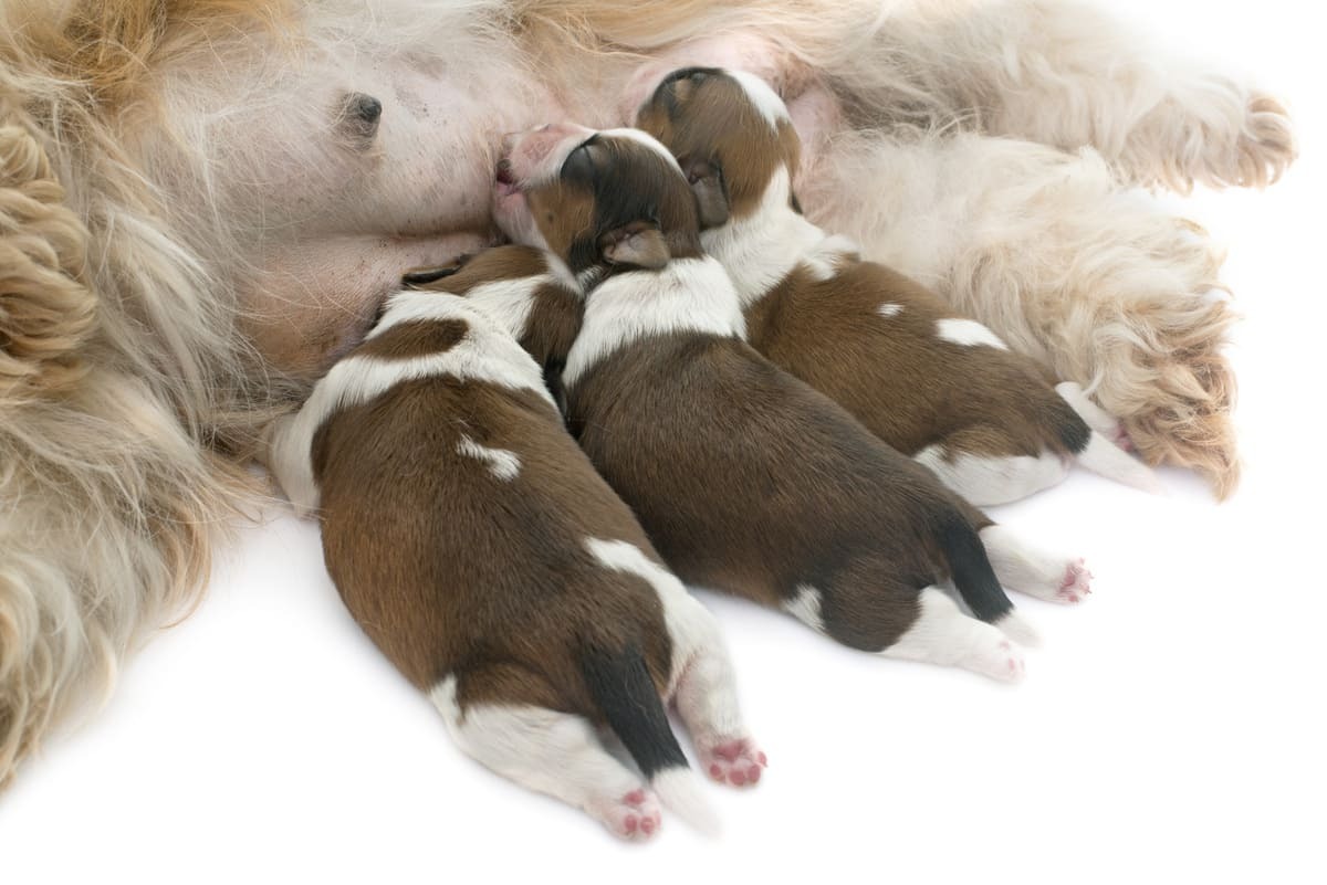 Emziren-Köpek-Haftalara-Göre-Ne-Kadar-Beslenir.jpg