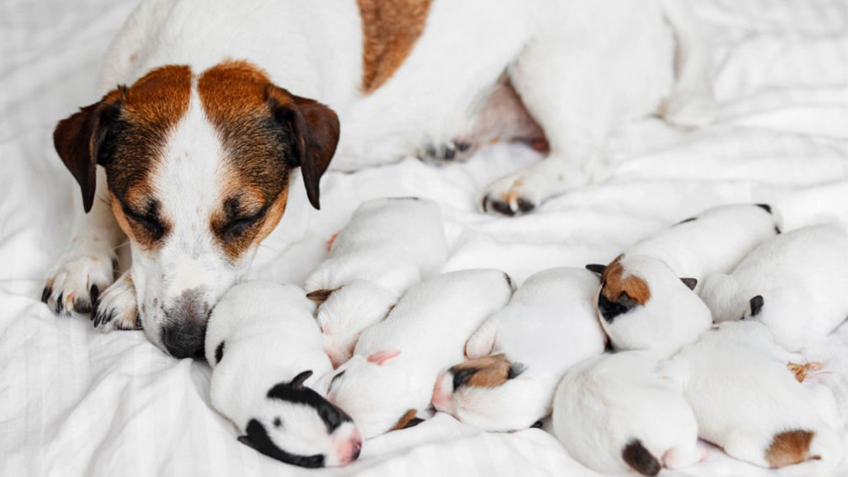 Emziren-Köpek-Nasıl-Beslenir---1-.jpg