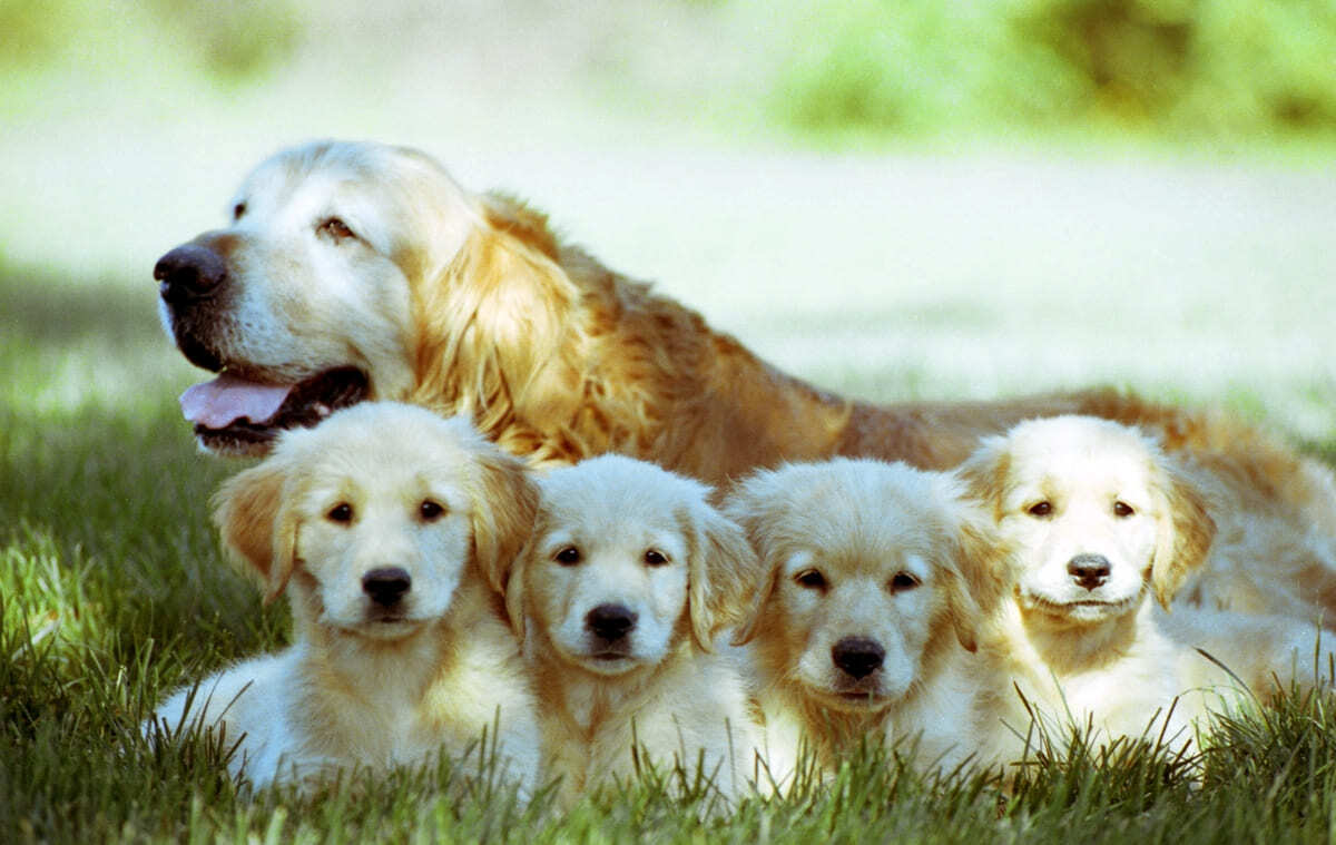 Emziren-Köpek-Neden-Daha-Fazla-Enerjiye-İhtiyaç-Duyar.jpg