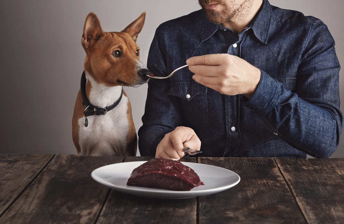 Emziren-Köpeğe-Ne-Verilmemeli.jpg