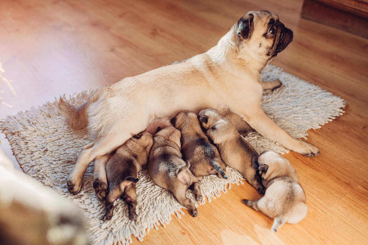 Emziren-Köpeğin-Su-İhtiyacı.jpg
