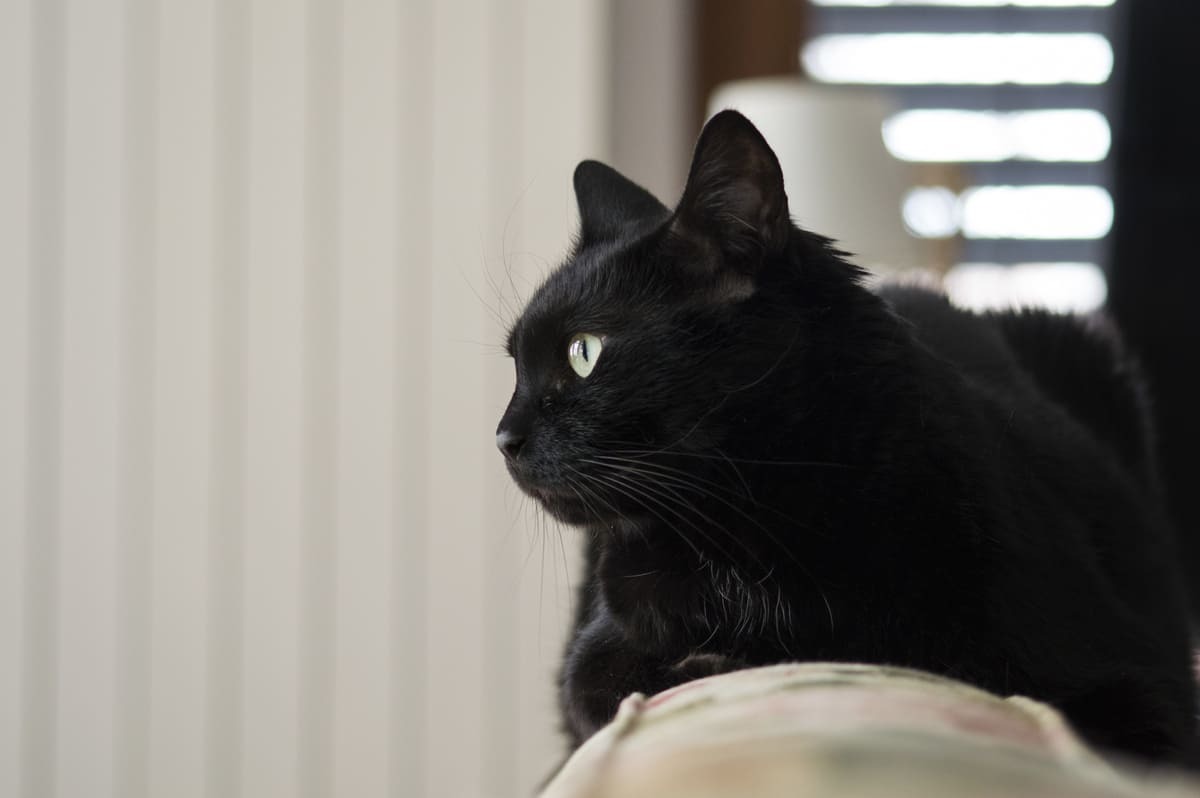 En-Popüler-Siyah-Kedi-İsimleri.jpg