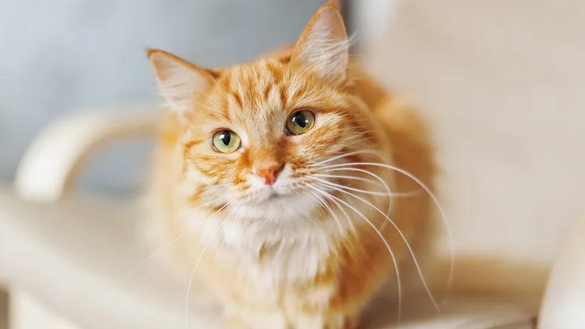 En-Yaratıcı-Sarı-Kedi-İsim-Önerileri--erkek-sarı-kedi.jpg