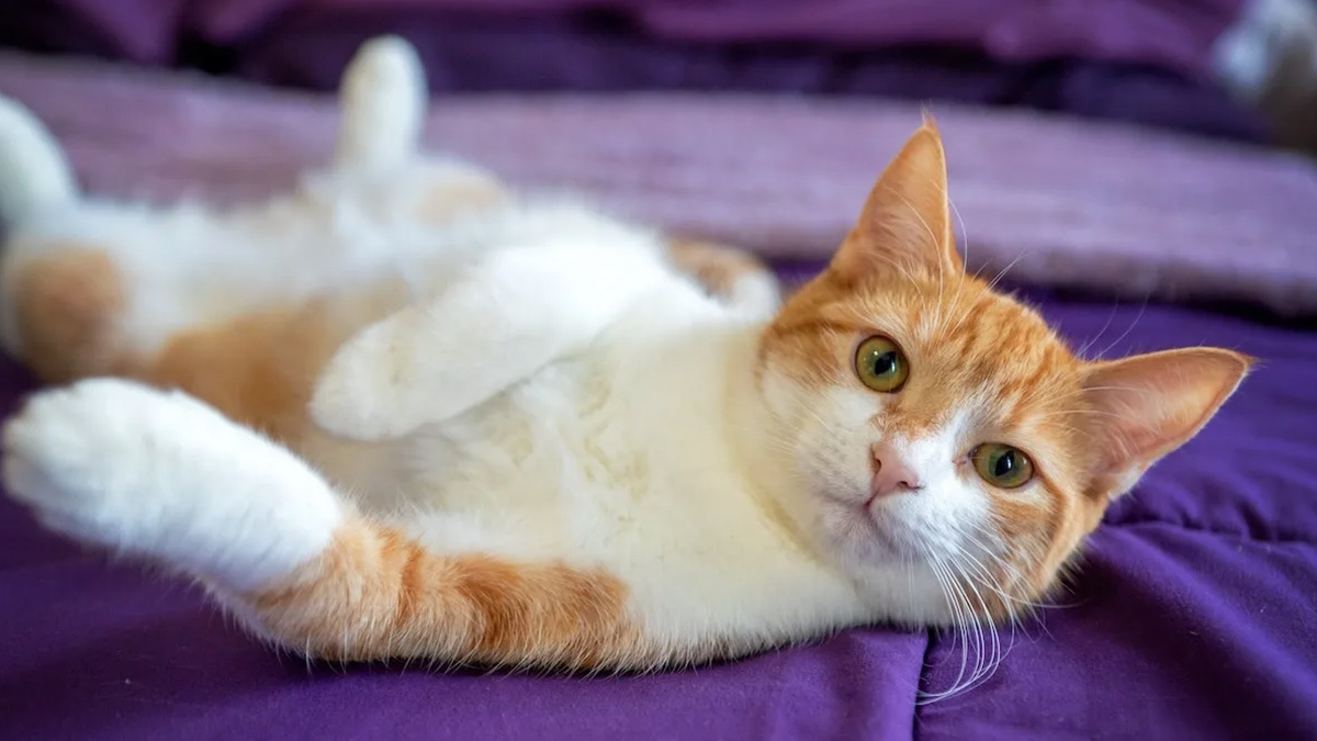 En-Yaratıcı-Sarı-Kedi-İsim-Önerileri--sarı-beyaz-.jpg