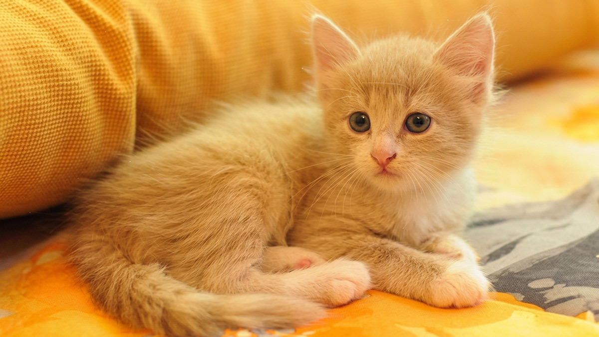 En-Yaratıcı-Sarı-Kedi-İsim-Önerileri--yavru-kedi.jpg