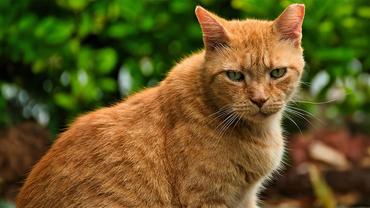En-Yaratıcı-Sarı-Kedi-İsim-Önerileri-sarı-kedi.jpg