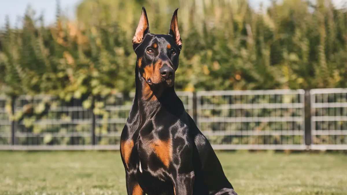 En-Zeki-Köpek-Cinsleri--Doberman-Pinscher.jpg