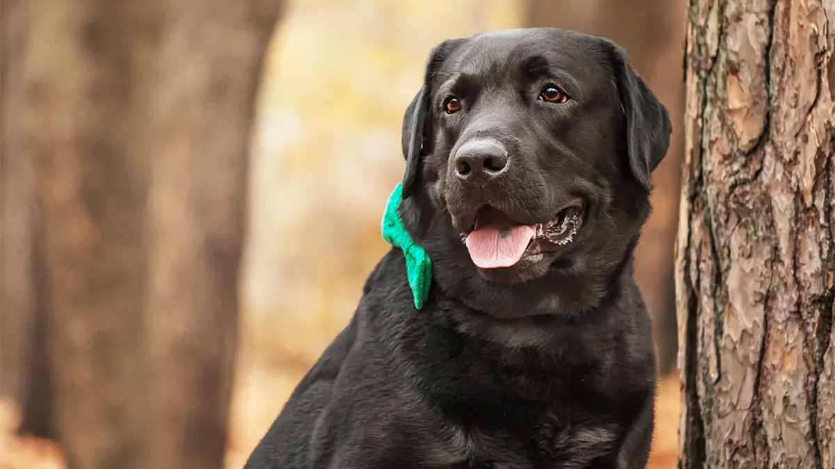 En-Zeki-Köpek-Cinsleri--Labrador-Retriever-.jpg