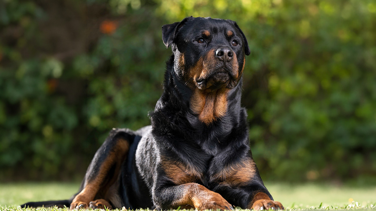 En-Zeki-Köpek-Cinsleri--Rottweiler-.jpg