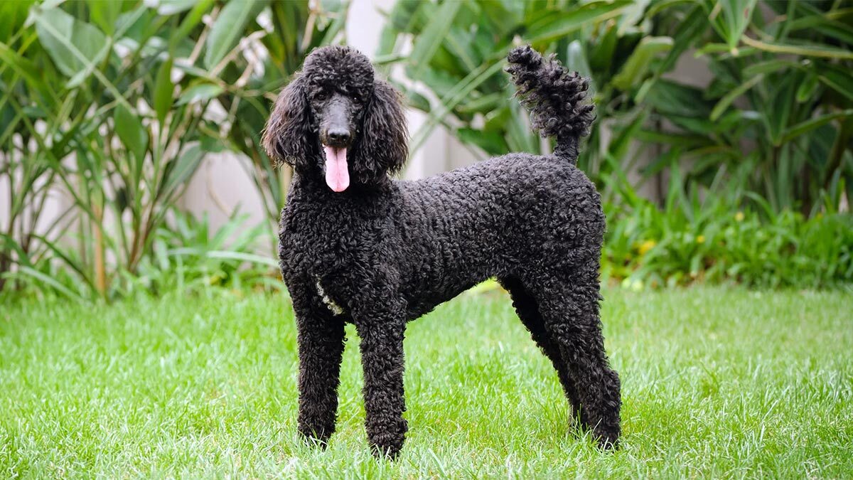 En-Zeki-Köpek-Cinsleri--poodle.jpg