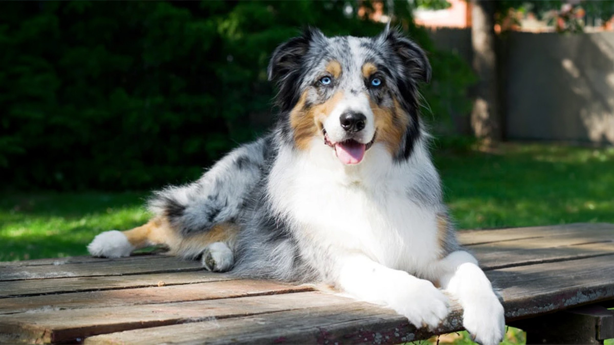 En-Zeki-Köpek-Cinsleri-Avustralya-Çoban-Köpeği-.jpg