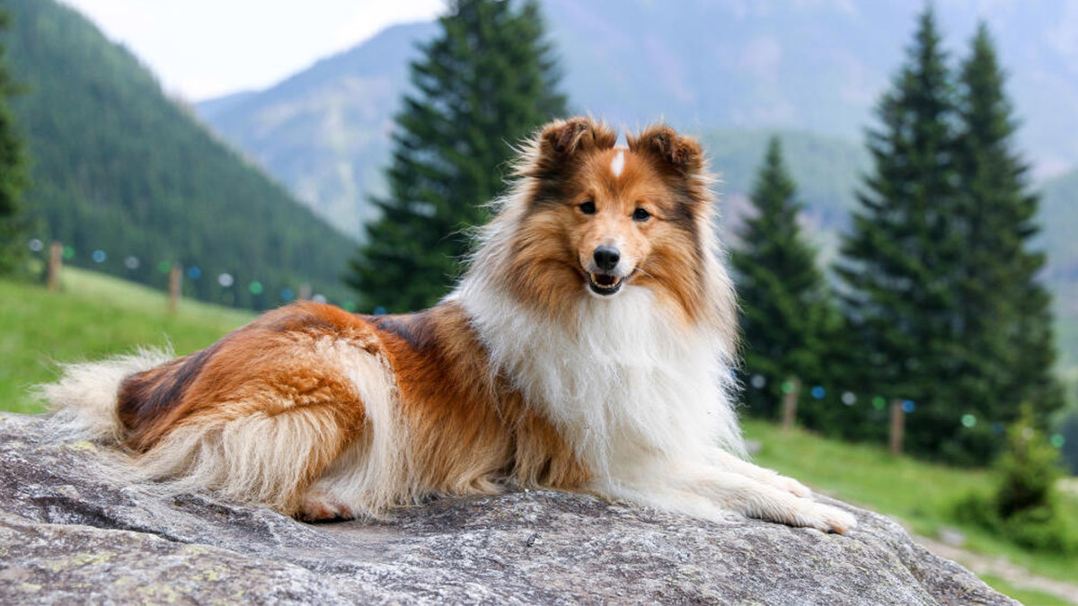 En-Zeki-Köpek-Cinsleri-Shetland-Çoban-Köpeği.jpg