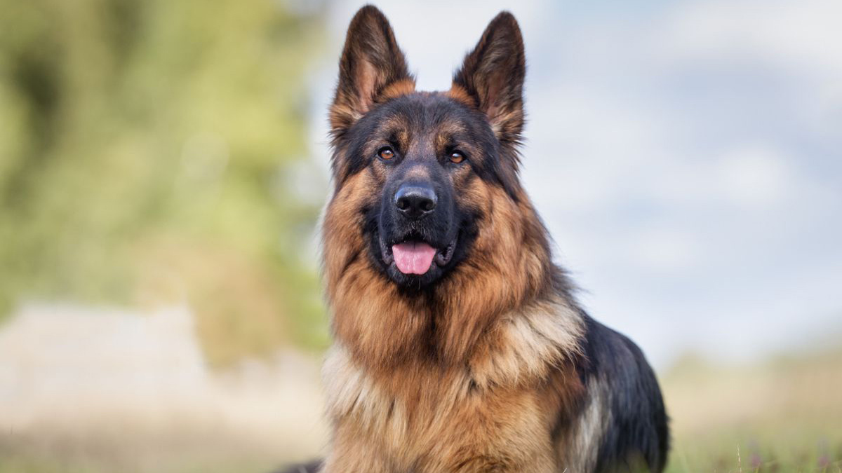 En-Zeki-Köpek-Cinsleri-alman-çoban-köpeği.jpg