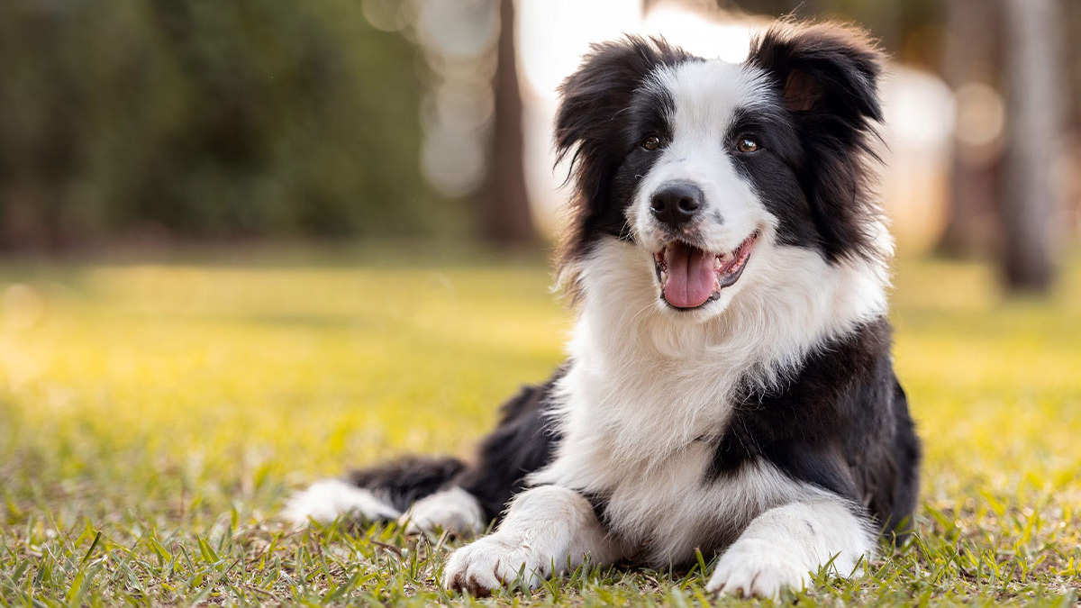 En-Zeki-Köpek-Cinsleri-border-collie-.jpg