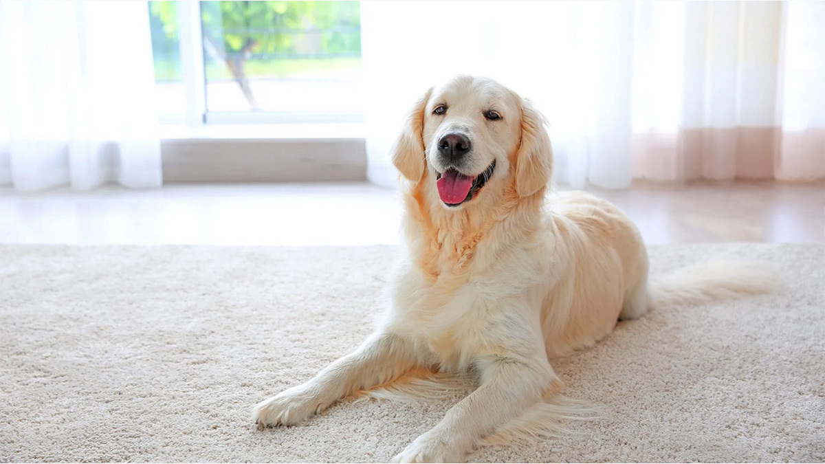 En-Zeki-Köpek-Cinsleri-golden-retriever.jpg