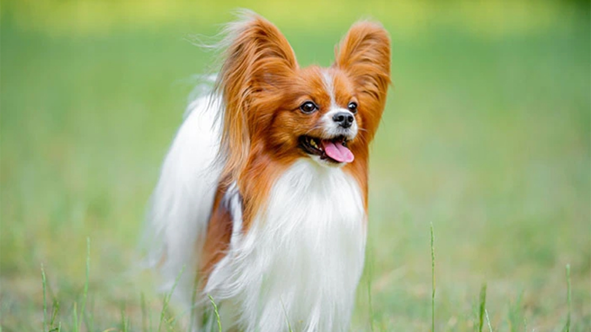 En-Zeki-Köpek-Cinsleri-papillon.jpg