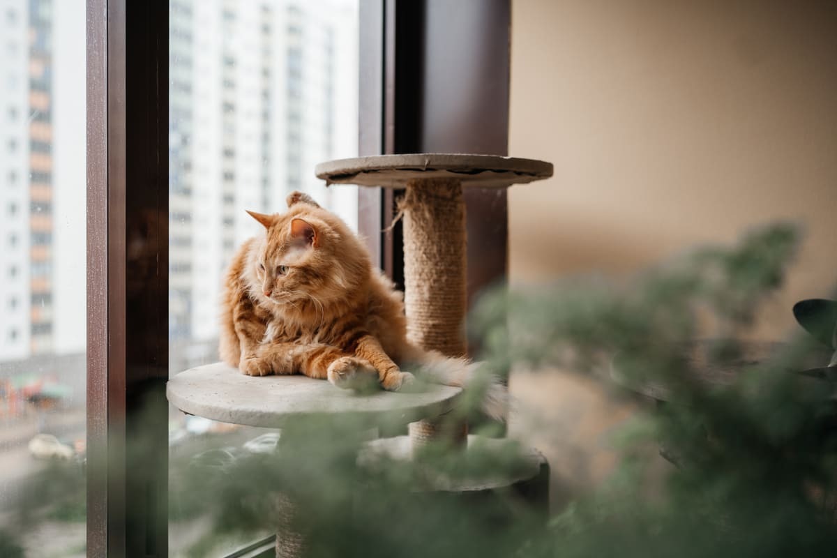 camdan dışarı izleyen kedi