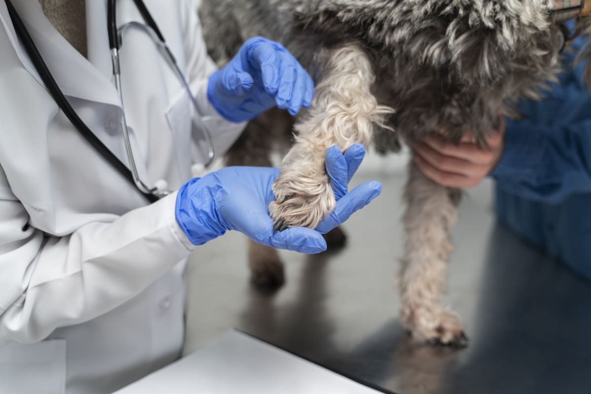veteriner hekim tarafından muayene edilen köpek