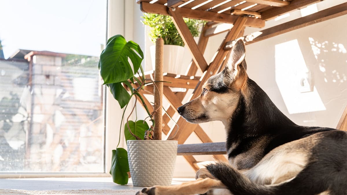 camdan dışarıyı izleyen köpek