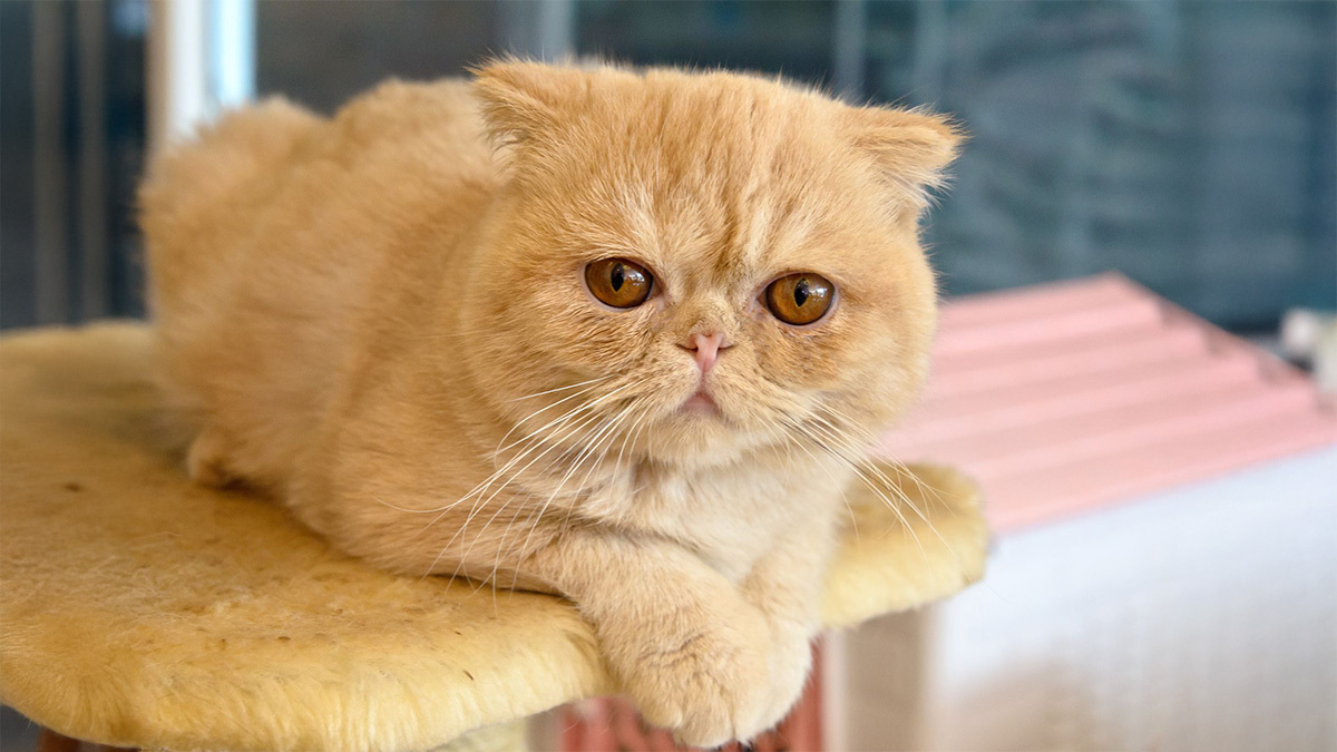 Evde-Beslenecek-Kedi-Cinsleri--Exotic-Shorthair.jpg