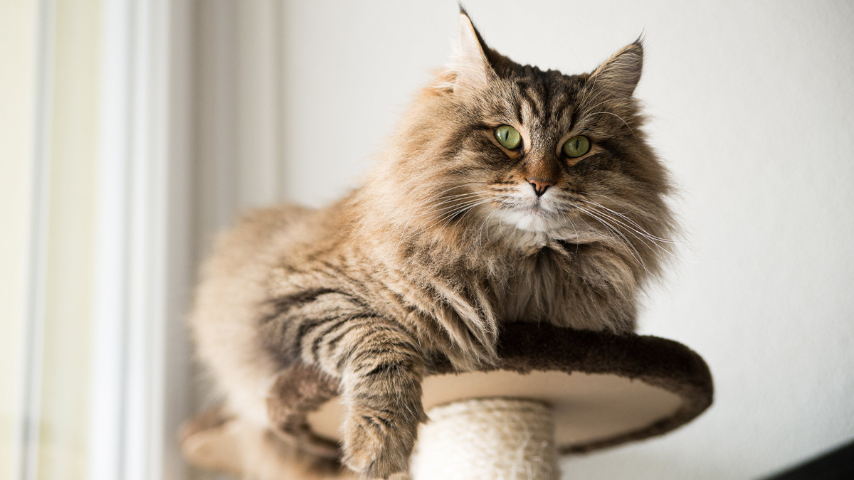 Evde-Beslenecek-Kedi-Cinsleri--Maine-Coon-.jpg