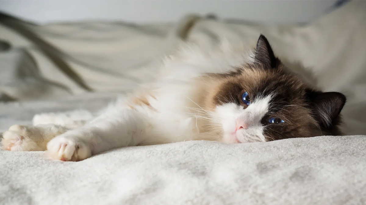 Evde-Beslenecek-Kedi-Cinsleri--Ragdoll-jpg.jpg