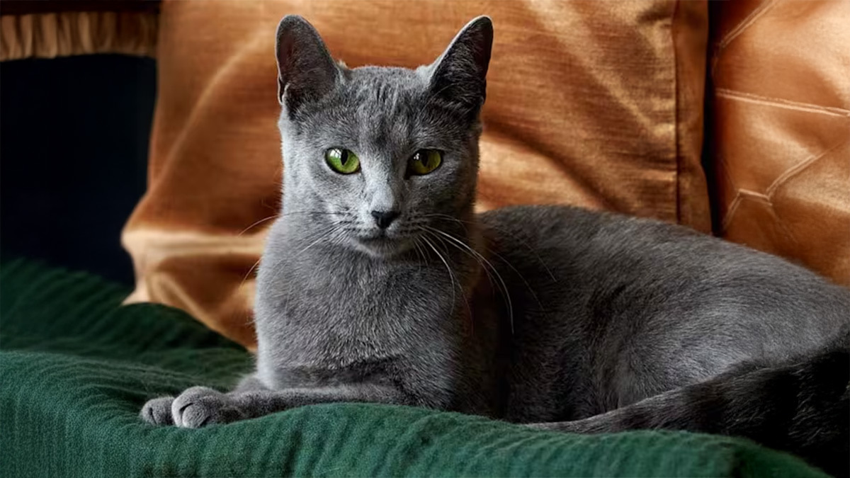 Evde-Beslenecek-Kedi-Cinsleri--Russian-Blue.jpg