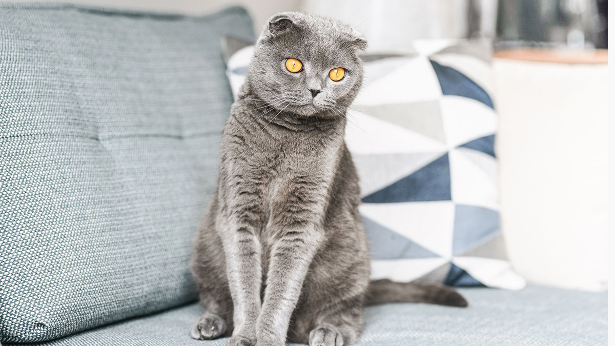 Evde-Beslenecek-Kedi-Cinsleri--Scotish-Fold-.jpg