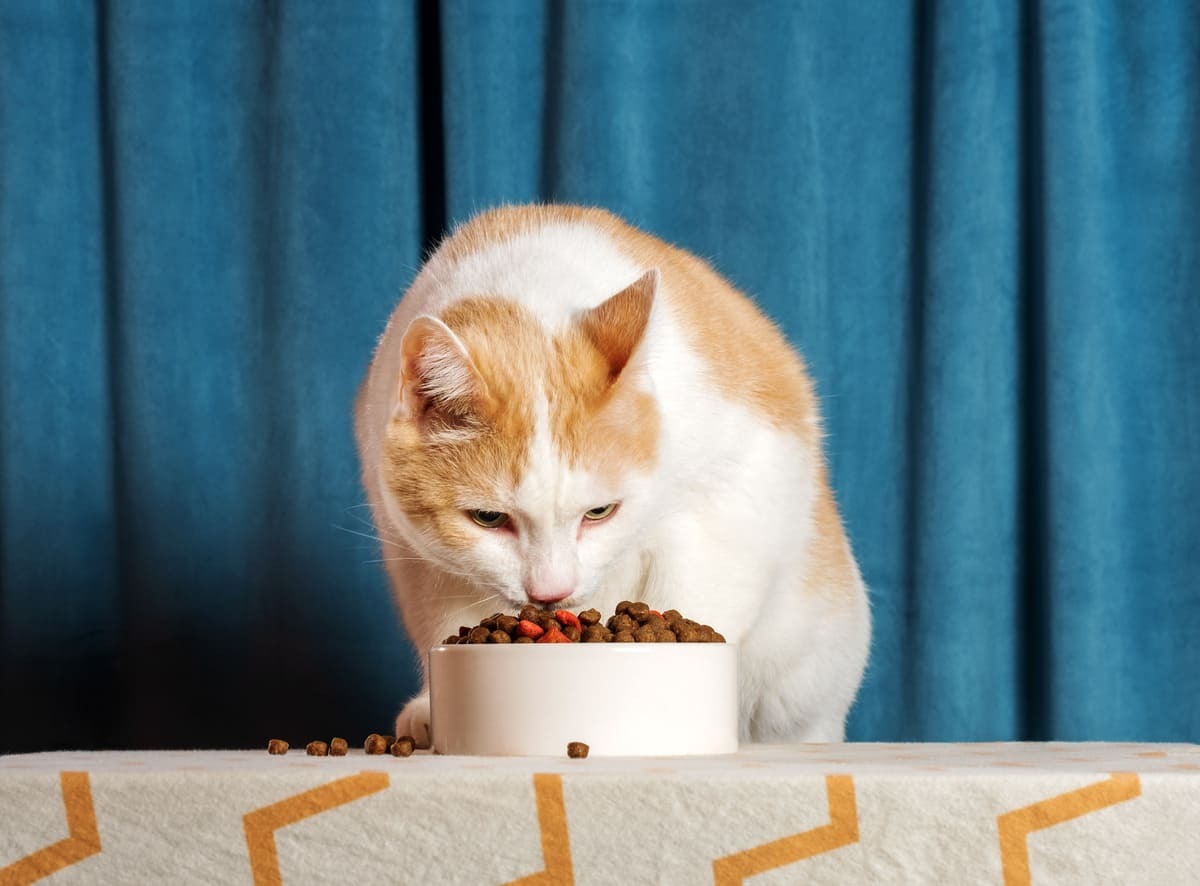 mama kabındaki mamayı koklayan kedi