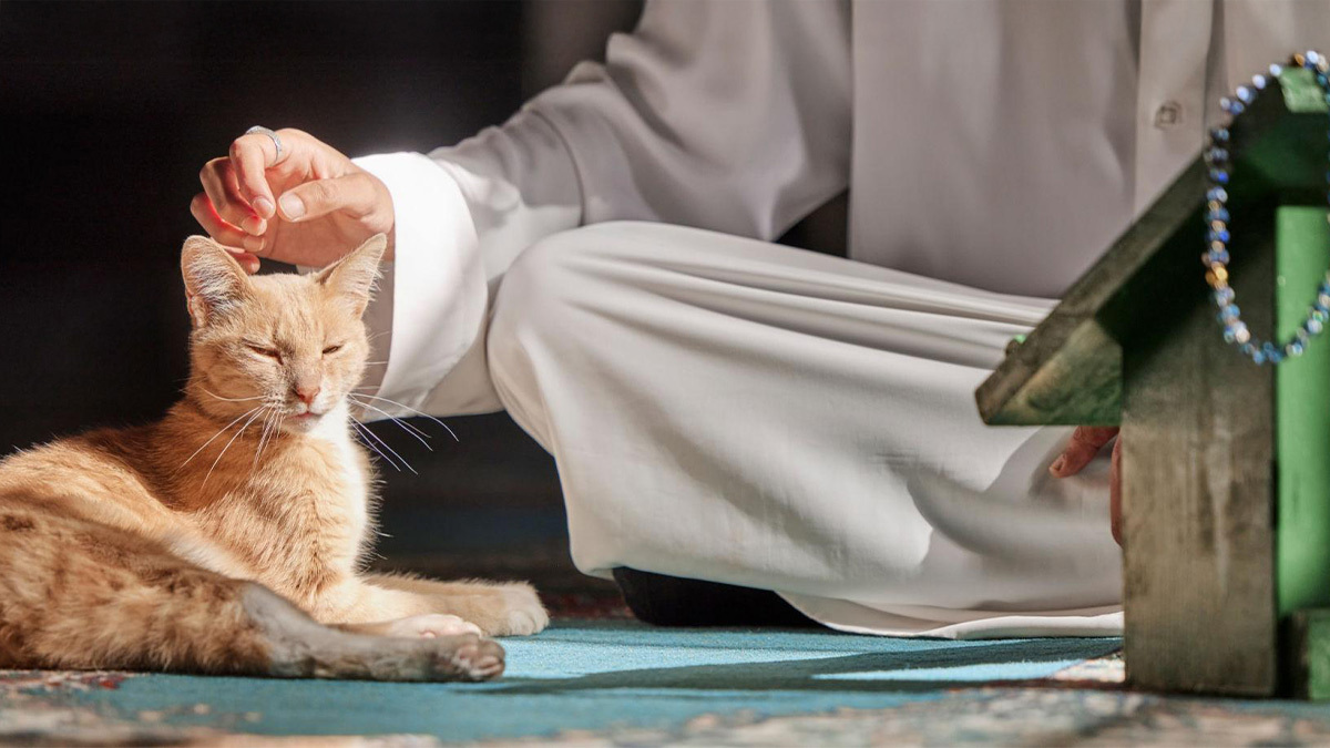 Evde-Kedi-Beslemenin-İnsana-Faydaları-Nelerdir1.jpg