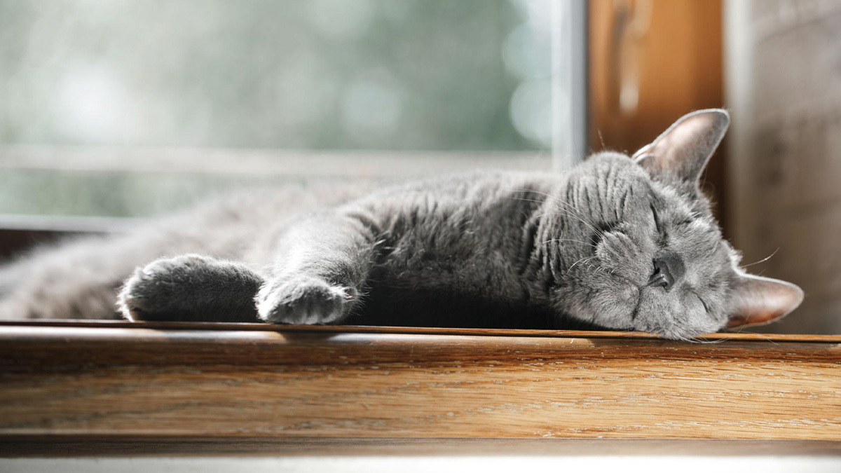 Evde-Kedi-Beslemenin-İnsana-Faydaları-Nelerdir2.jpg