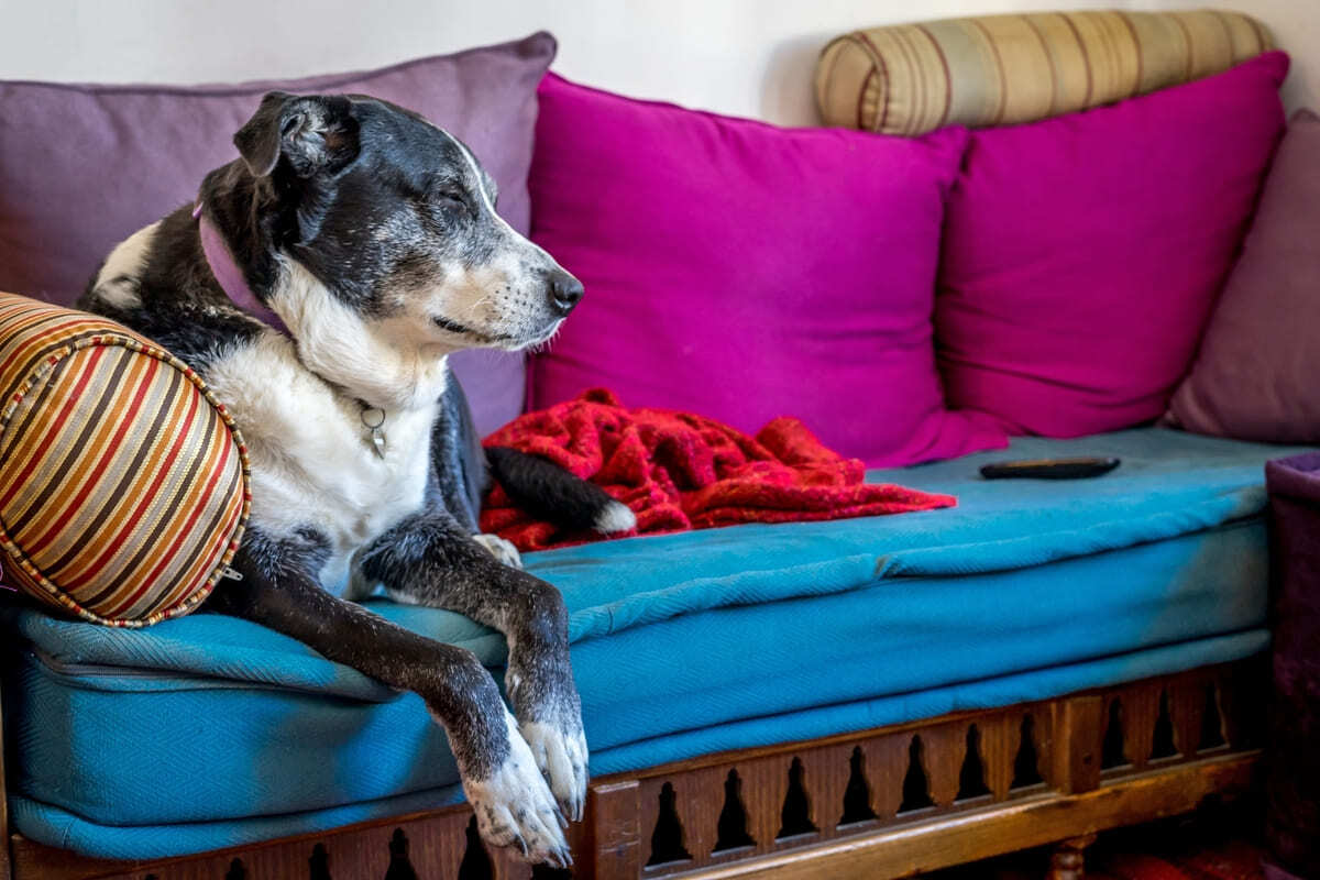 koltukta oturan köpek