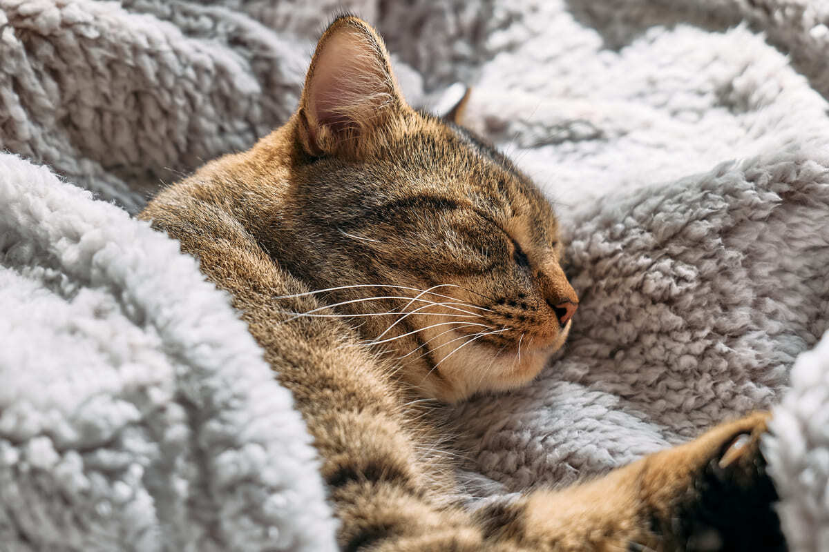 üzeri örtü ile örtülüyken uyuyan kedi