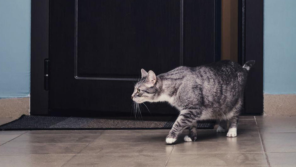 Evden-Kaçan-Kedi-Ne-Zaman-Döner4.jpg
