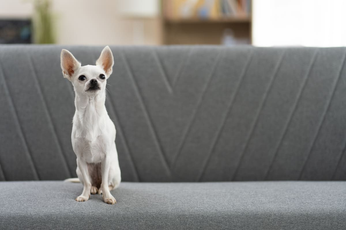 koltukta oturan beyaz tüylü küçük ırk köpek
