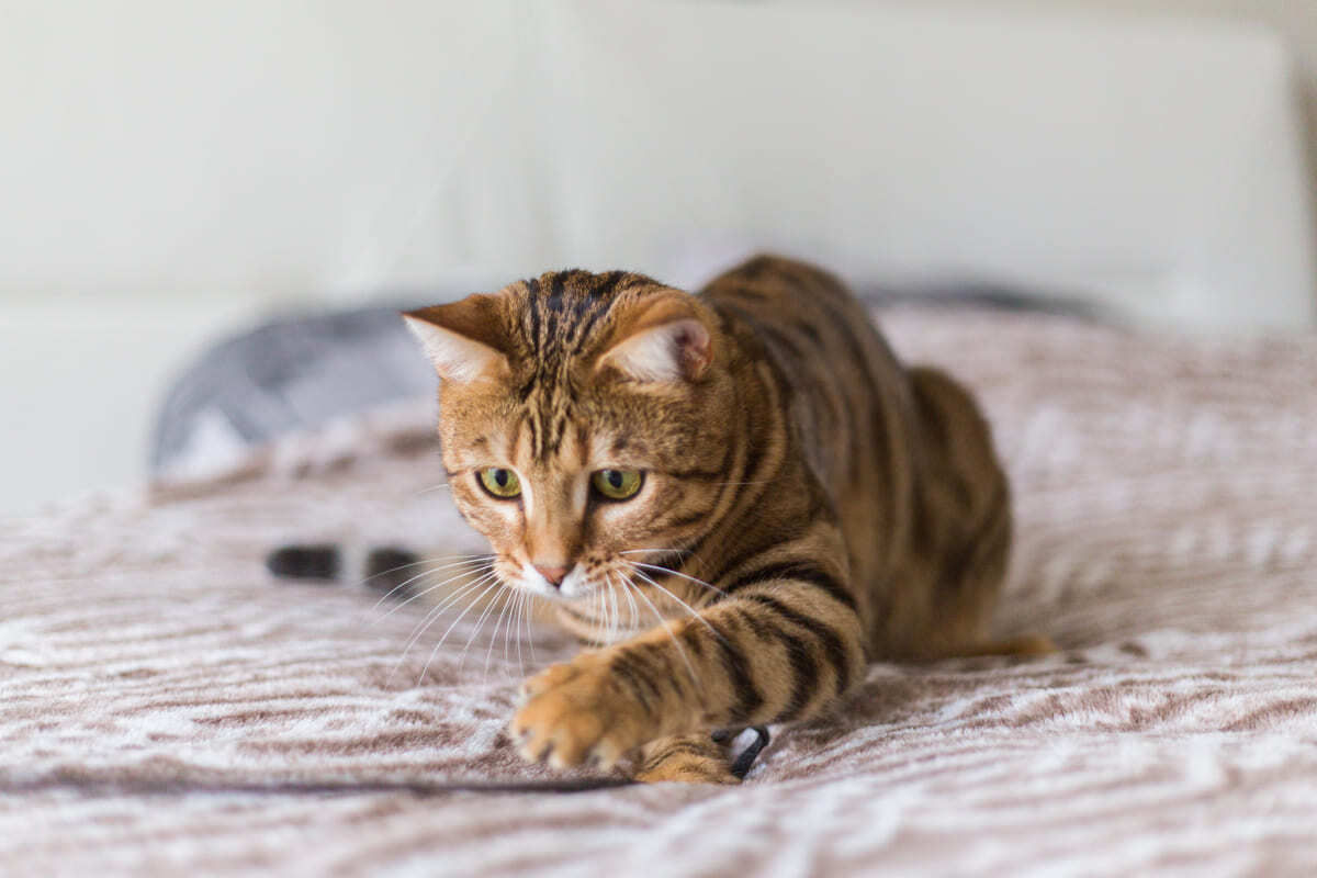öne doğru hareketlenen kedi