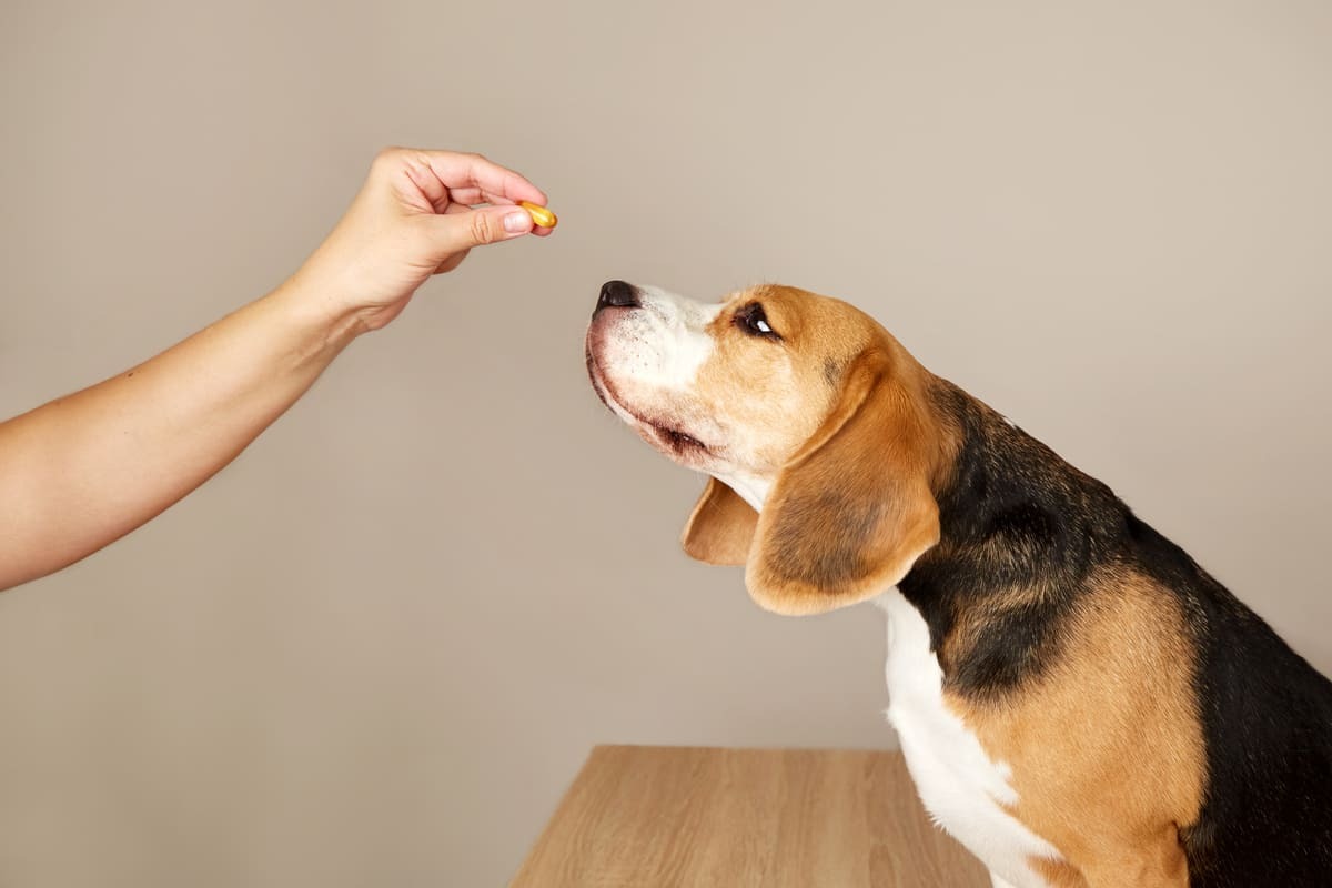 sahibinin elindeki tableti koklayan köpek