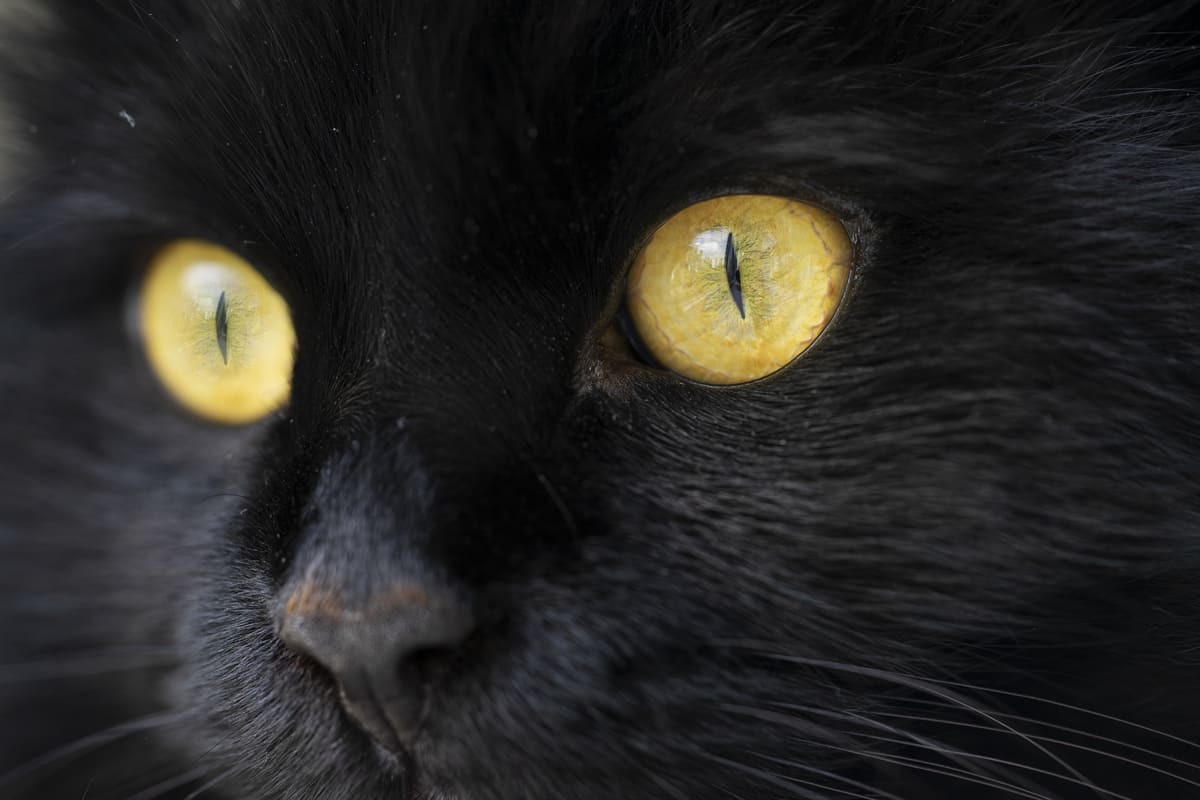 Göz-Rengine-Göre-Siyah-Kedi-İsimleri.jpg