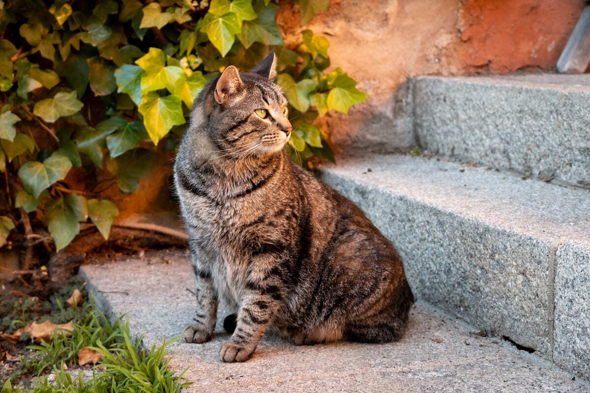 basamakta oturan kedi