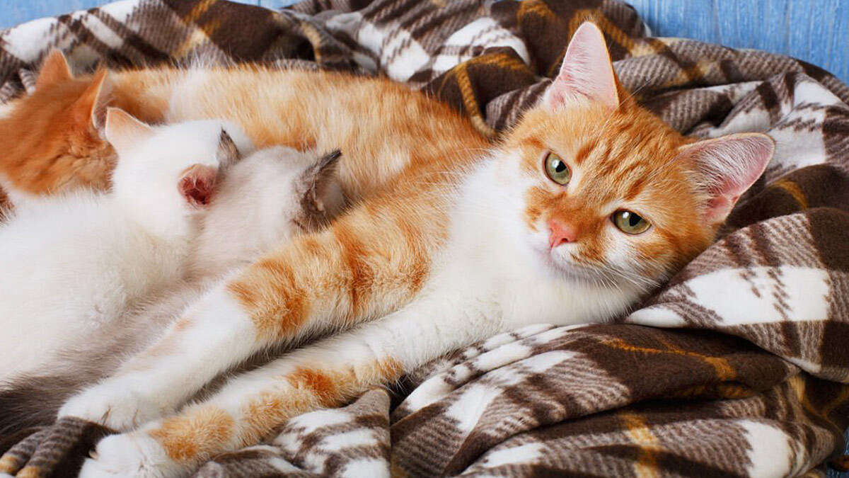 Hamile-ve-Emziren-Kediler-İçin-En-İyi-Kedi-Mamaları-1.jpg