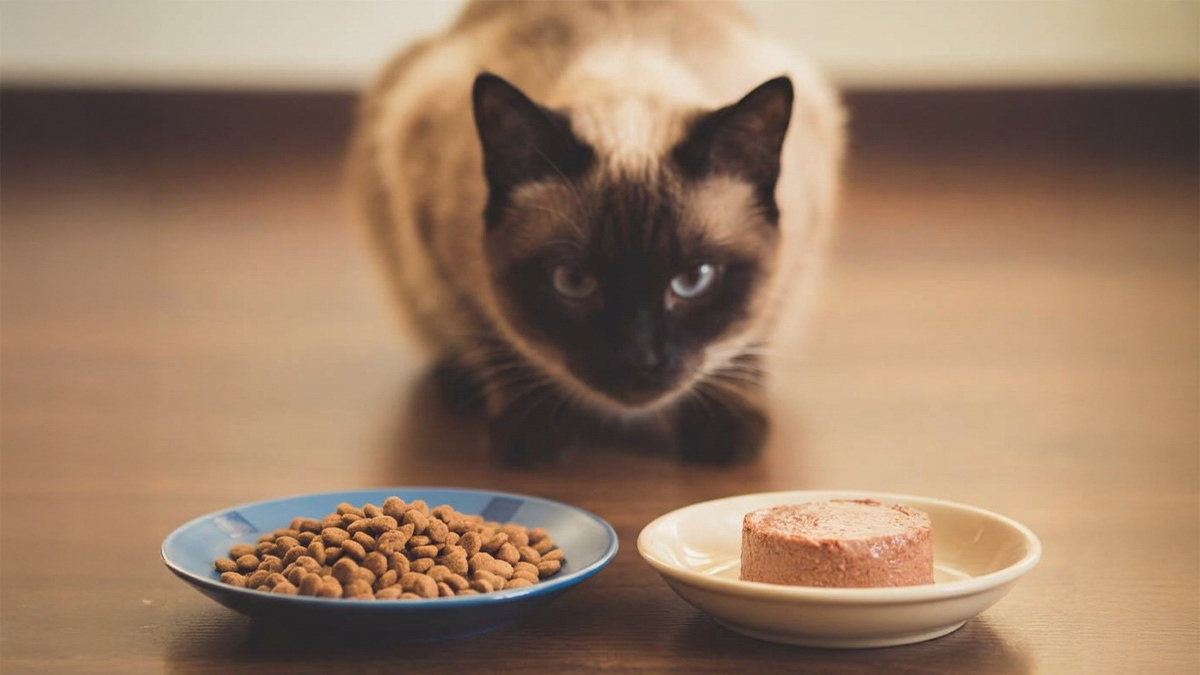 Hamile-ve-Emziren-Kediler-İçin-En-İyi-Kedi-Mamaları-3.jpg